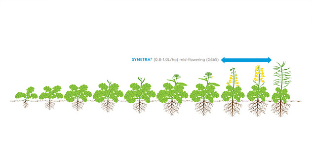 SYMETRA Crop Information