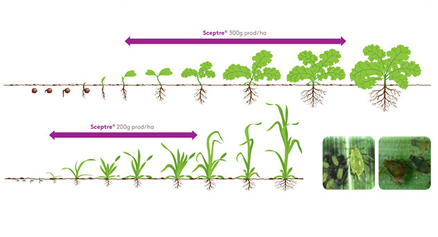 Sceptre® Crop Information