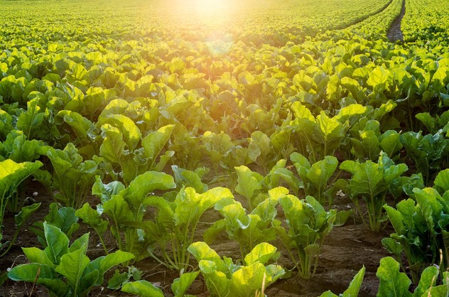sugar beet field