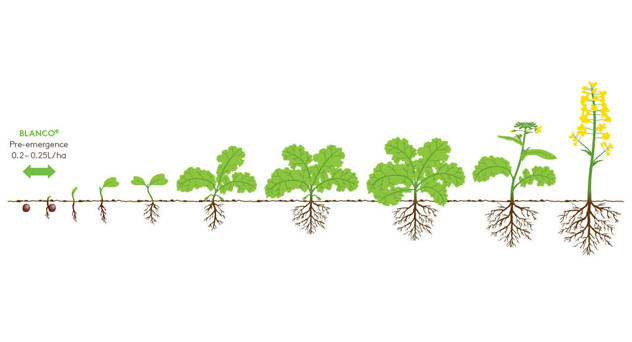 Blanco Growth Diagram