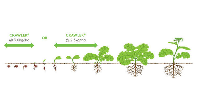 Crawler Growth Diagram