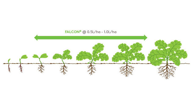 Falcon Growth Diagram