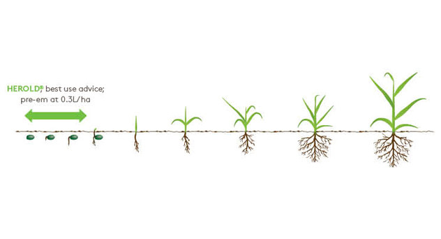 Herold Growth Diagram