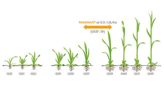 Padawan Growth Diagram