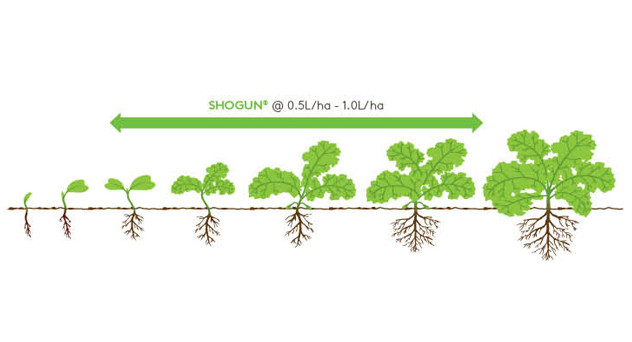 Shogun Growth Diagram