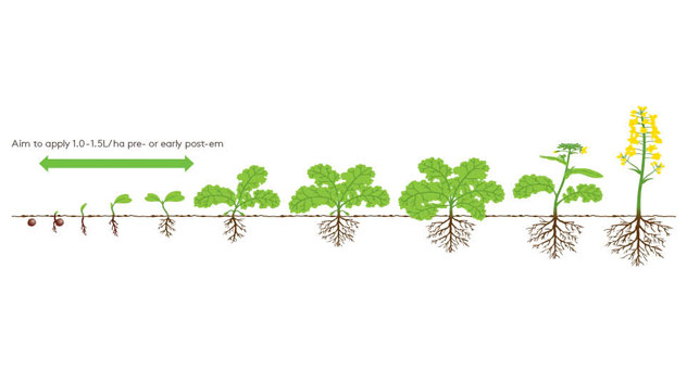 Sultan Growth Diagram