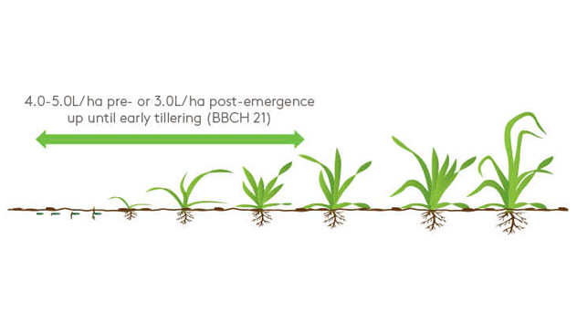 Topsail Growth Diagram