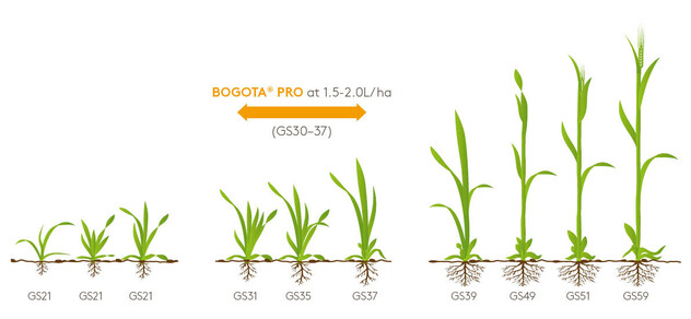 BOGOTA PRO - Growth Diagram