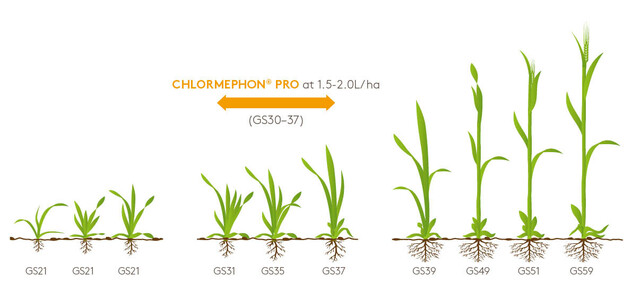 CHLORMEPHON PRO - Growth Diagram