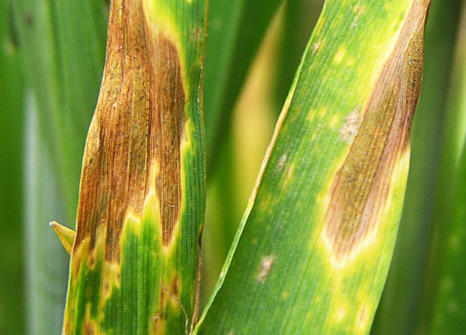 Septoria