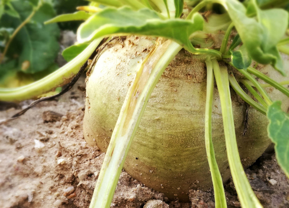 Sugar beet