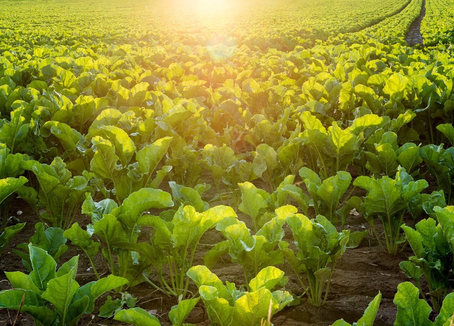 sugar beet field