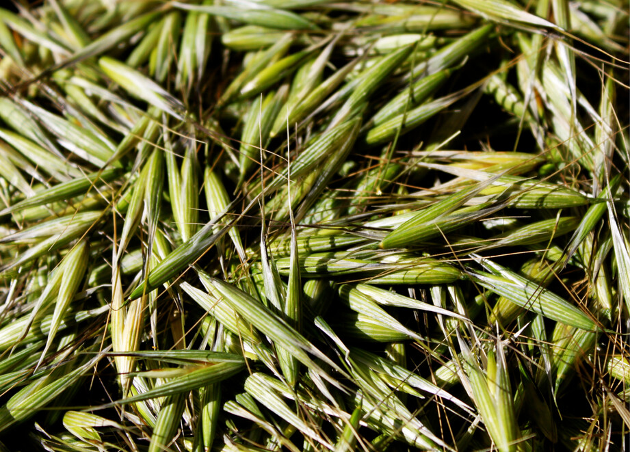 Wild oats