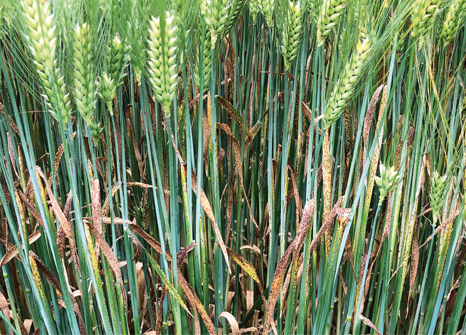 Ramularia on winter barley