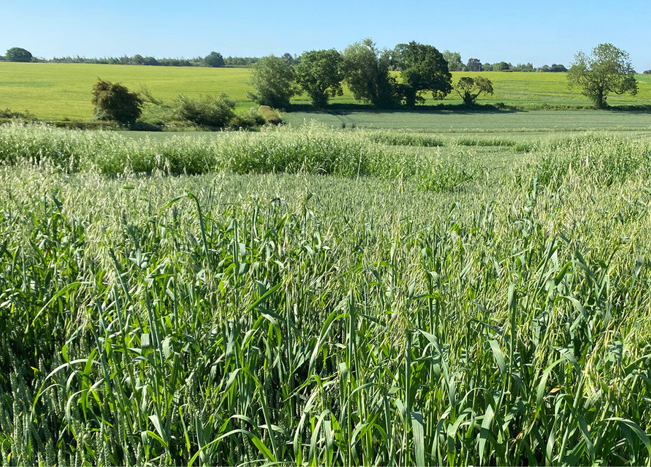 Wild oat mapping