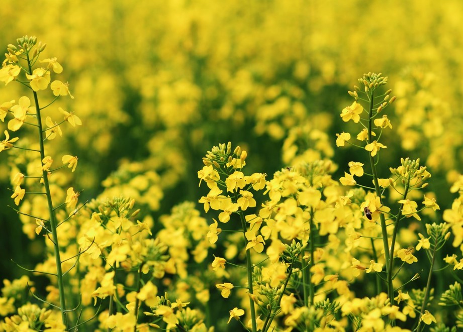 Oilseed Rape