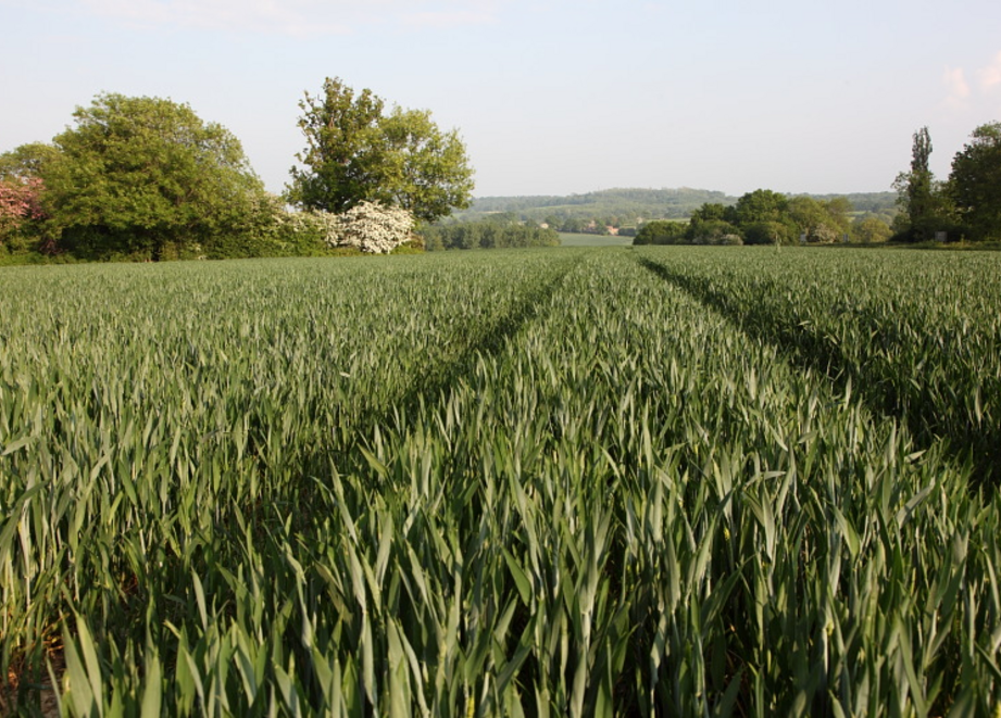 Wheat T2