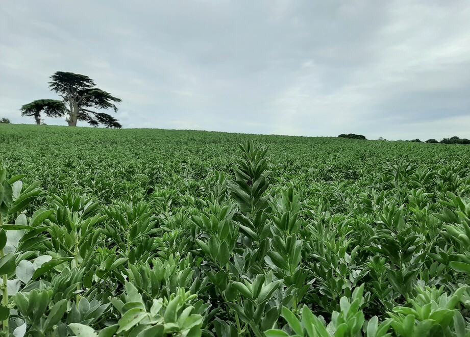Beans in the East