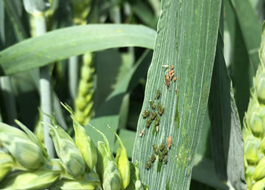 Grain aphid on wheat