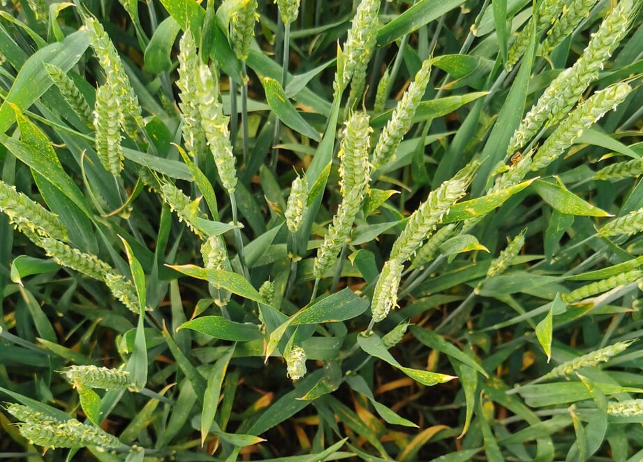 Overhead crop shot of wheat