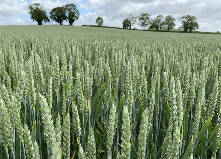 Winter Wheat 22