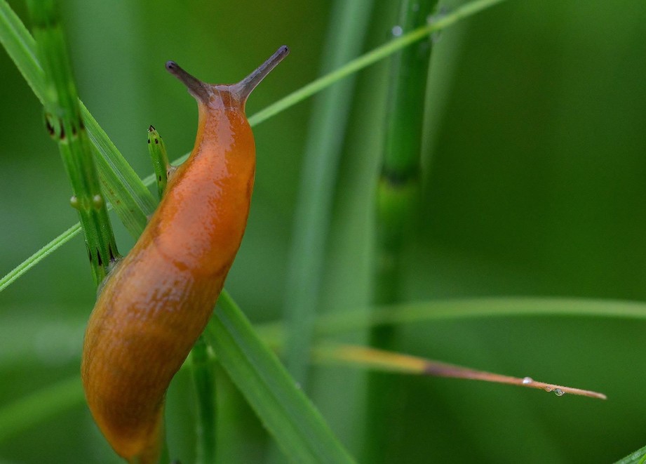 Slug