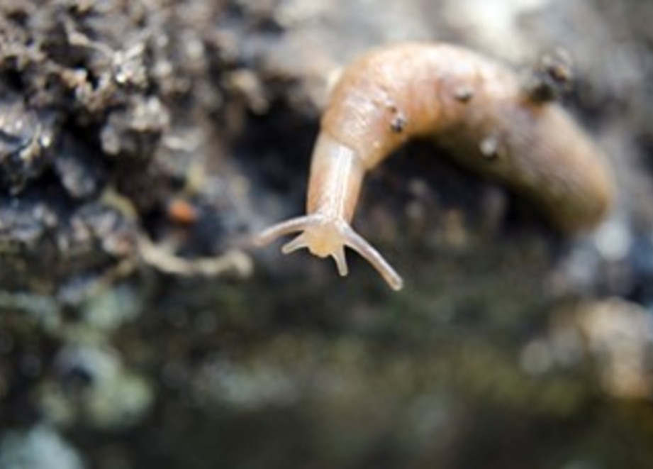 Slug
