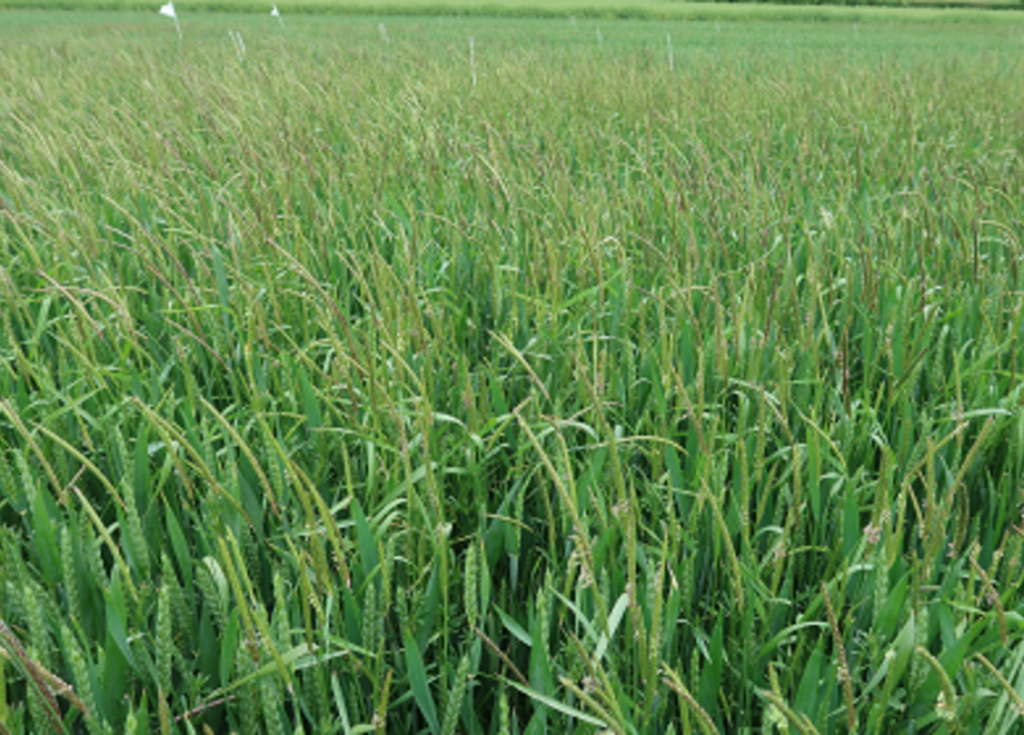 Blackgrass Prime Clavering 2022 Untreated
