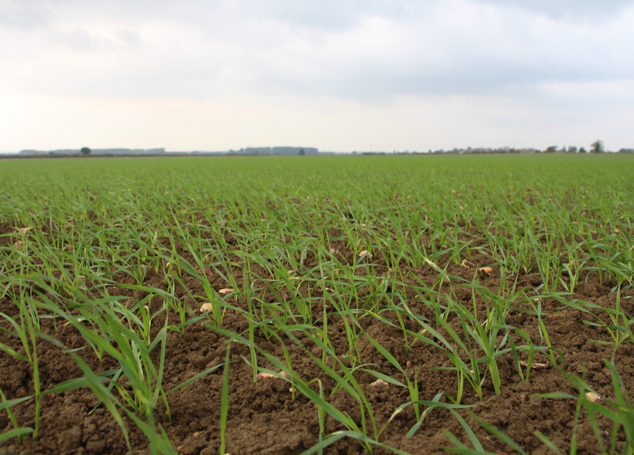 Young emerging wheat plants