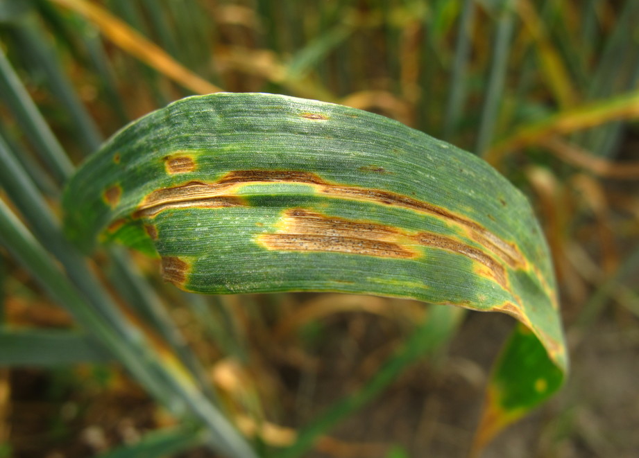 Septoria