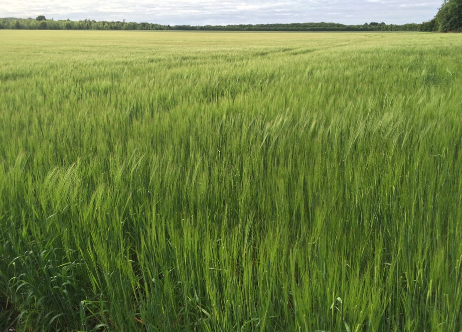 Field of spring barley