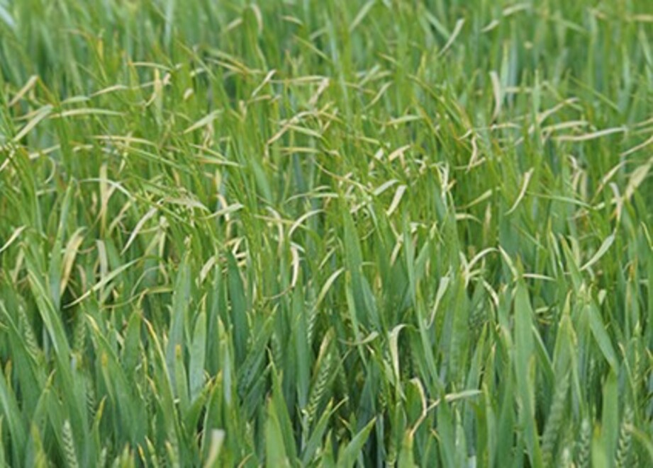 Brome