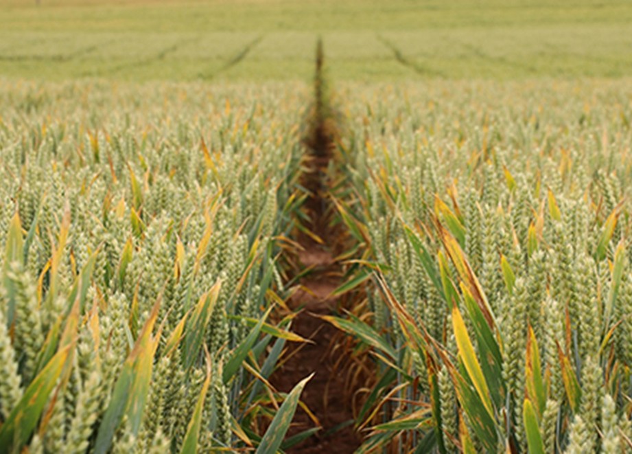 Folpet Trial Site Worcestershire