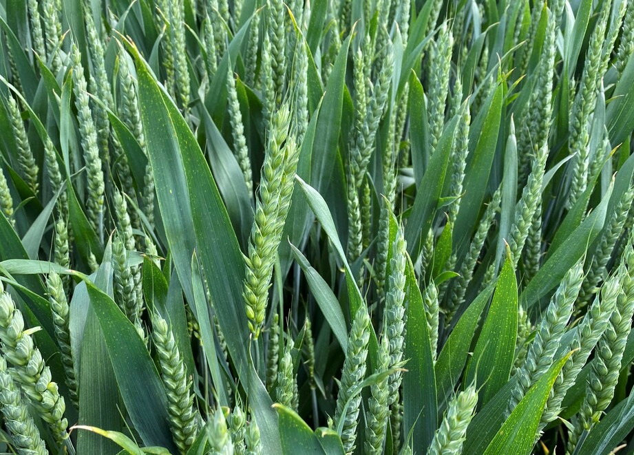 Wheat crop in ear 2