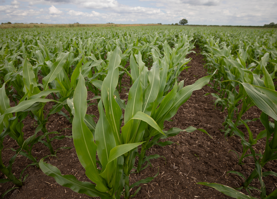Maize Crop