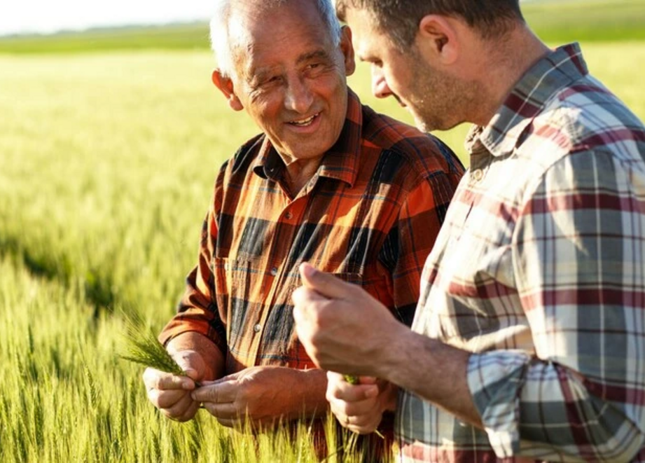 Farmers in wheat field.png