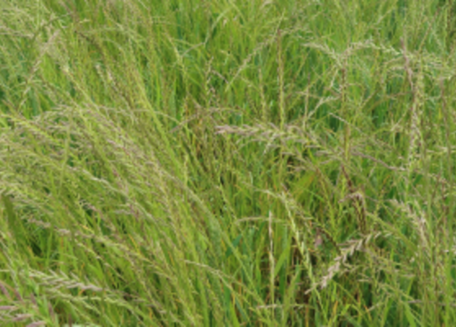Tackling Ryegrass.png
