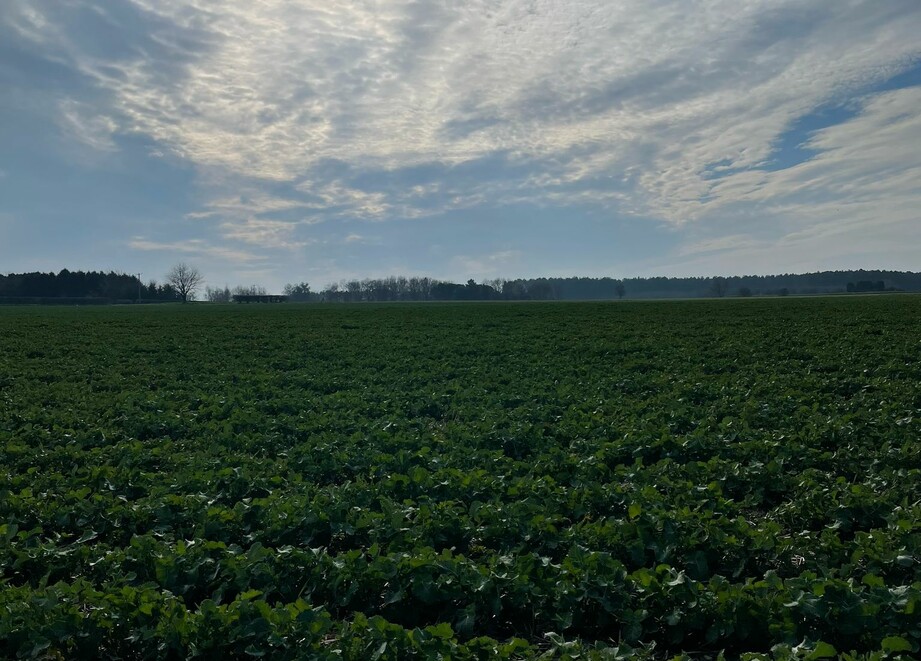 OSR in Linconshire