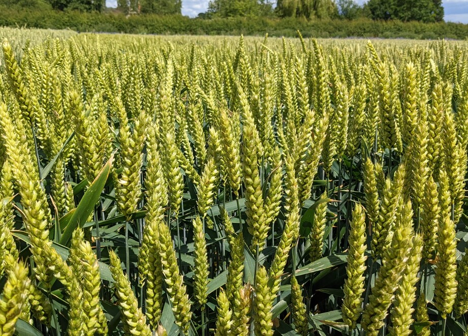 wheat crop