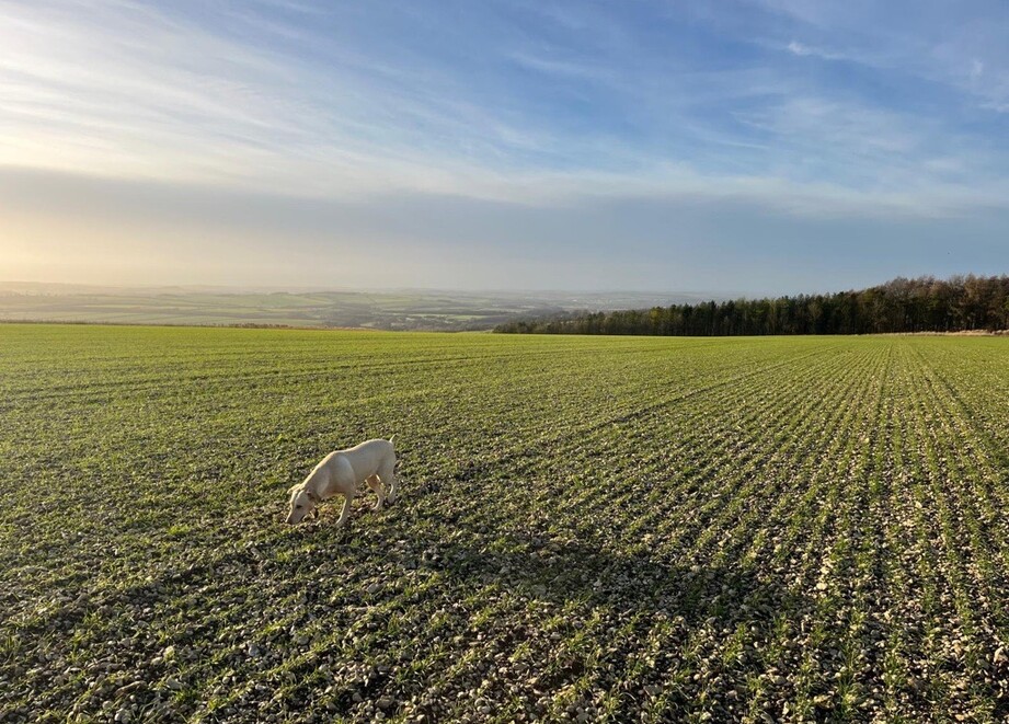 field shot with Alexandria's dog