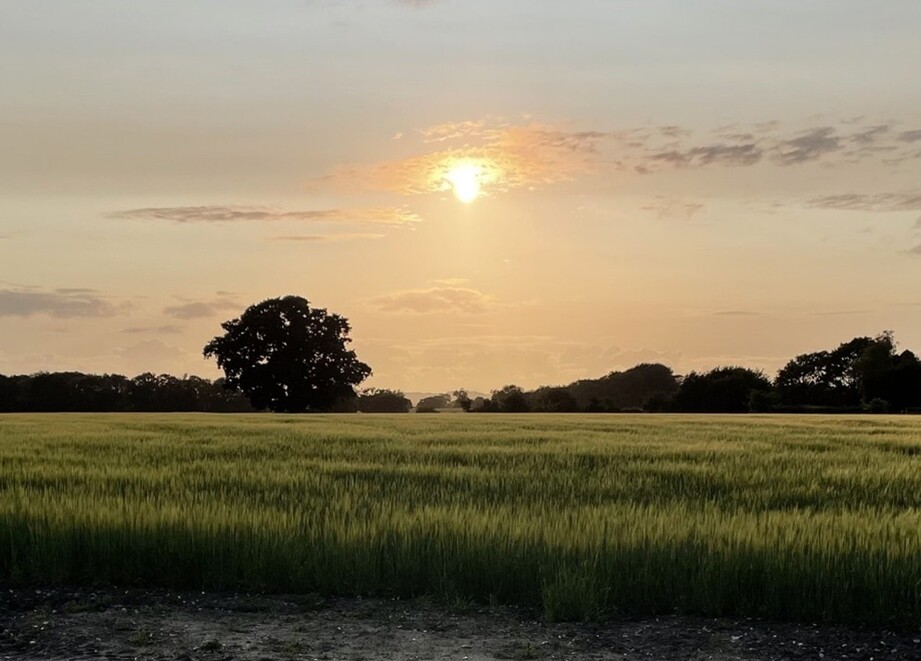 Field Shot
