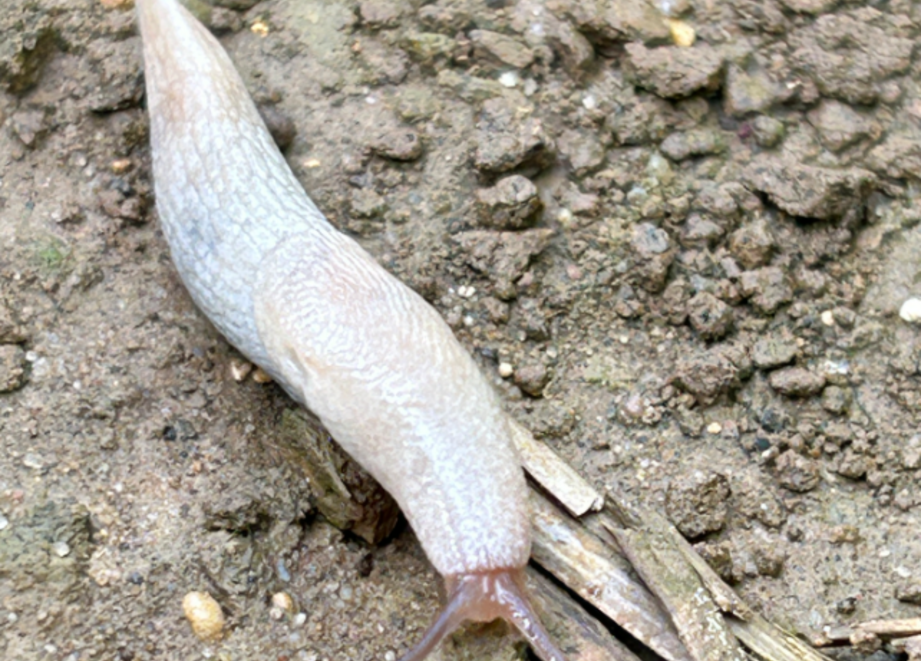 Grey Slug