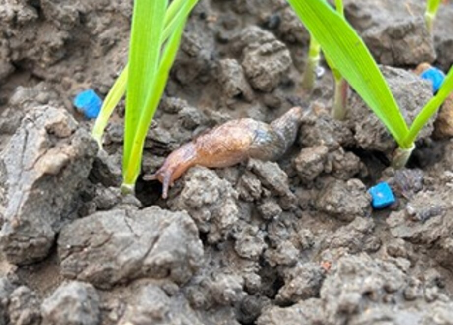 Slug next to ferrabait