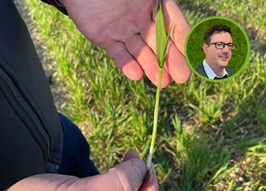 michael farr wheat 2