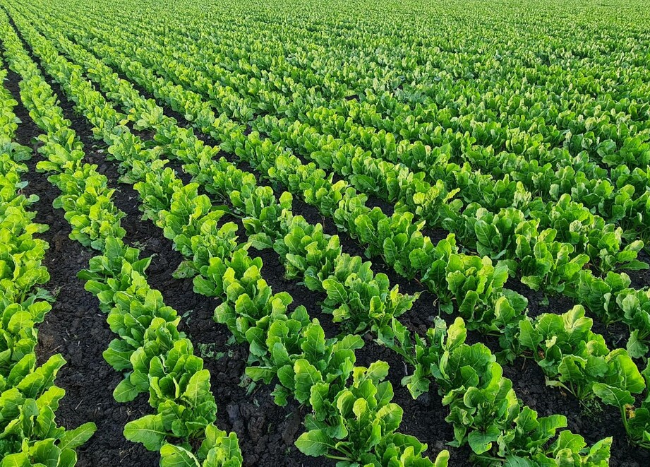 sugar beet.jpg