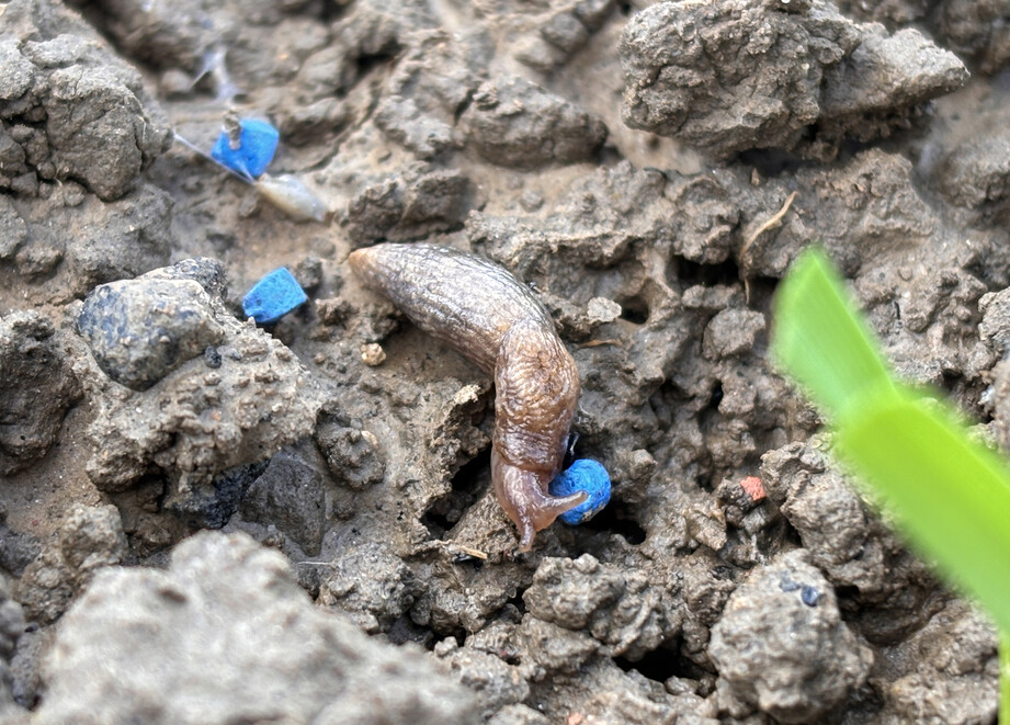 Slug feeding on FERRABAIT 