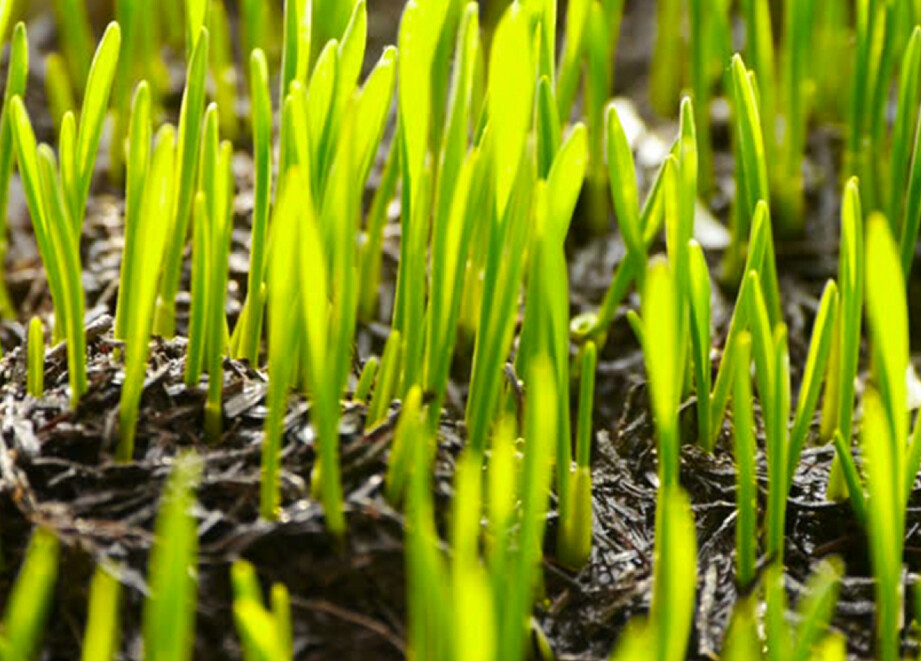 Early Wheat