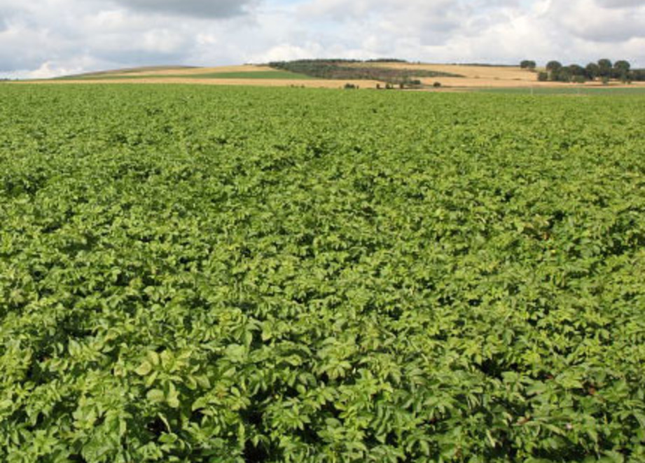 Potatoes field