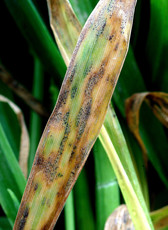 Focal Point Preview Image