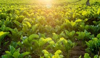 sugar beet field